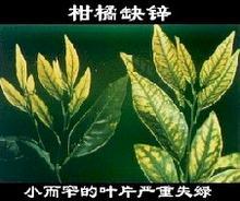 砂糖橘缺锌症状及防治