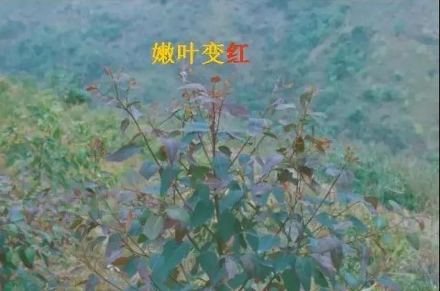 桉树缺素的症状及解决方法(一)