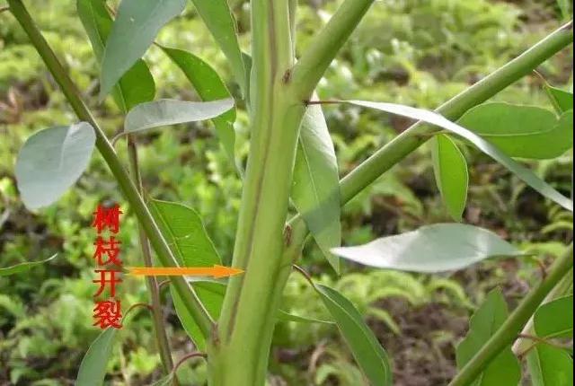 桉树缺素的症状及解决方法(一)