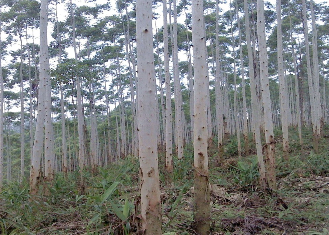 速生桉树是世界三大速生树种之一速生桉树的种植技术