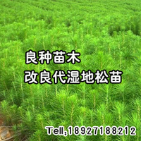 改良代濕地松