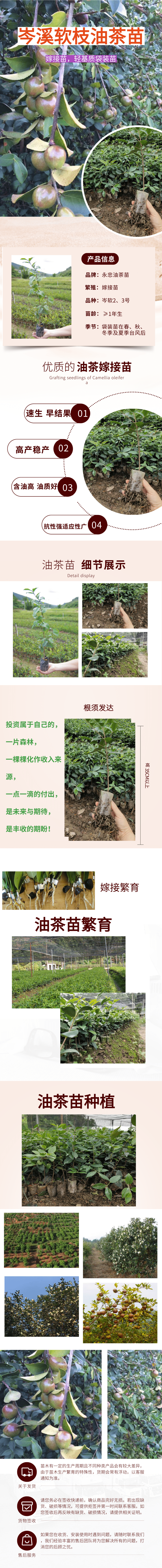 油茶苗.png