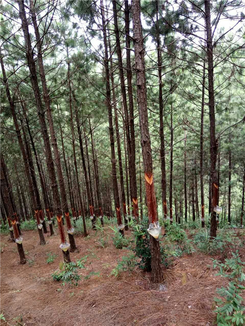 公司种植的湿加松流出财富啦