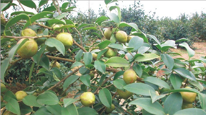 發展油茶種植和茶油加工產業將成為增加農民收入,發展農村經濟的一條